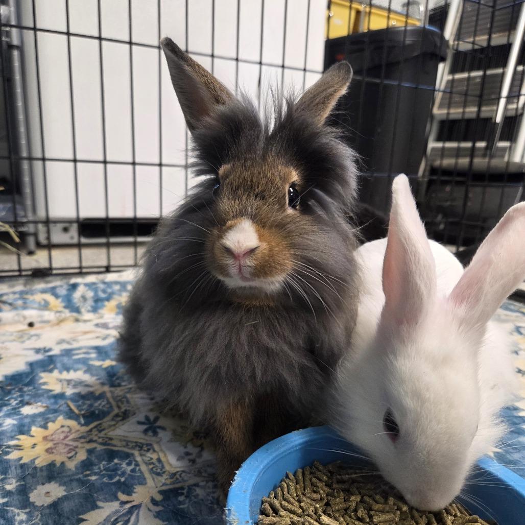 Enlarge Almond Joy, a Adoptable Lionhead in Hilliard , FL image 5/5
