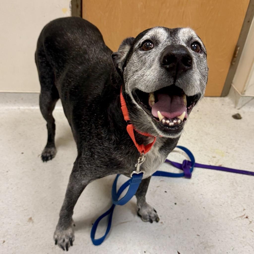 Rock, Adoptable, Senior Male Mixed Breed.