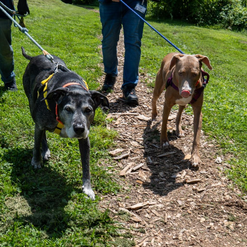 Rock, a Adoptable Mixed Breed in Baltimore, MD image 2/6
