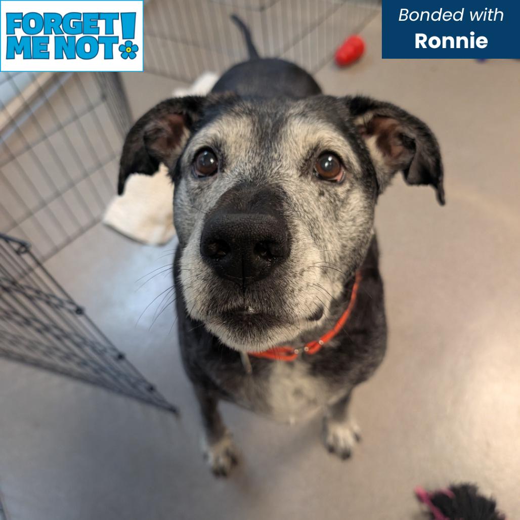 Rock, a Adoptable Mixed Breed in Baltimore, MD image 3/6
