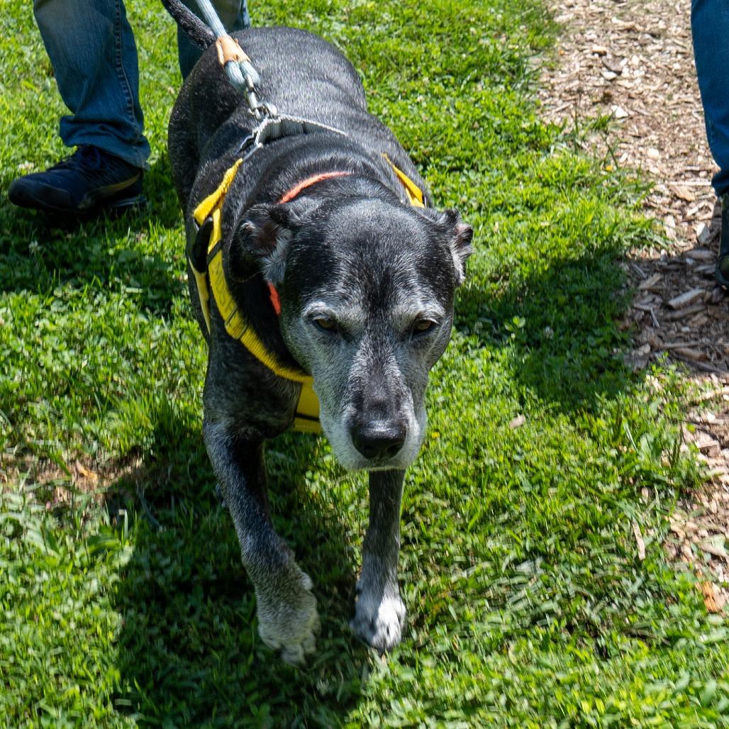 Rock, a Adoptable Mixed Breed in Baltimore, MD image 4/6