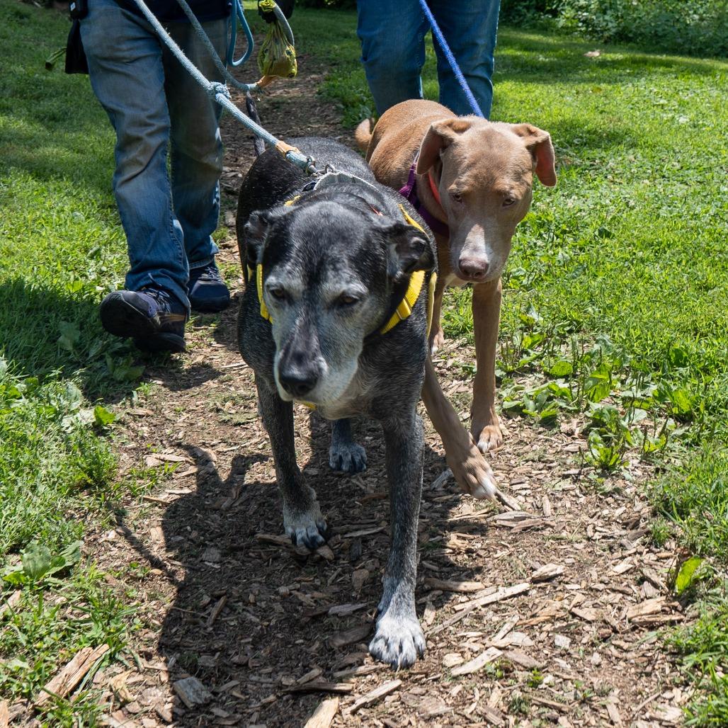 Rock, a Adoptable Mixed Breed in Baltimore, MD image 5/6