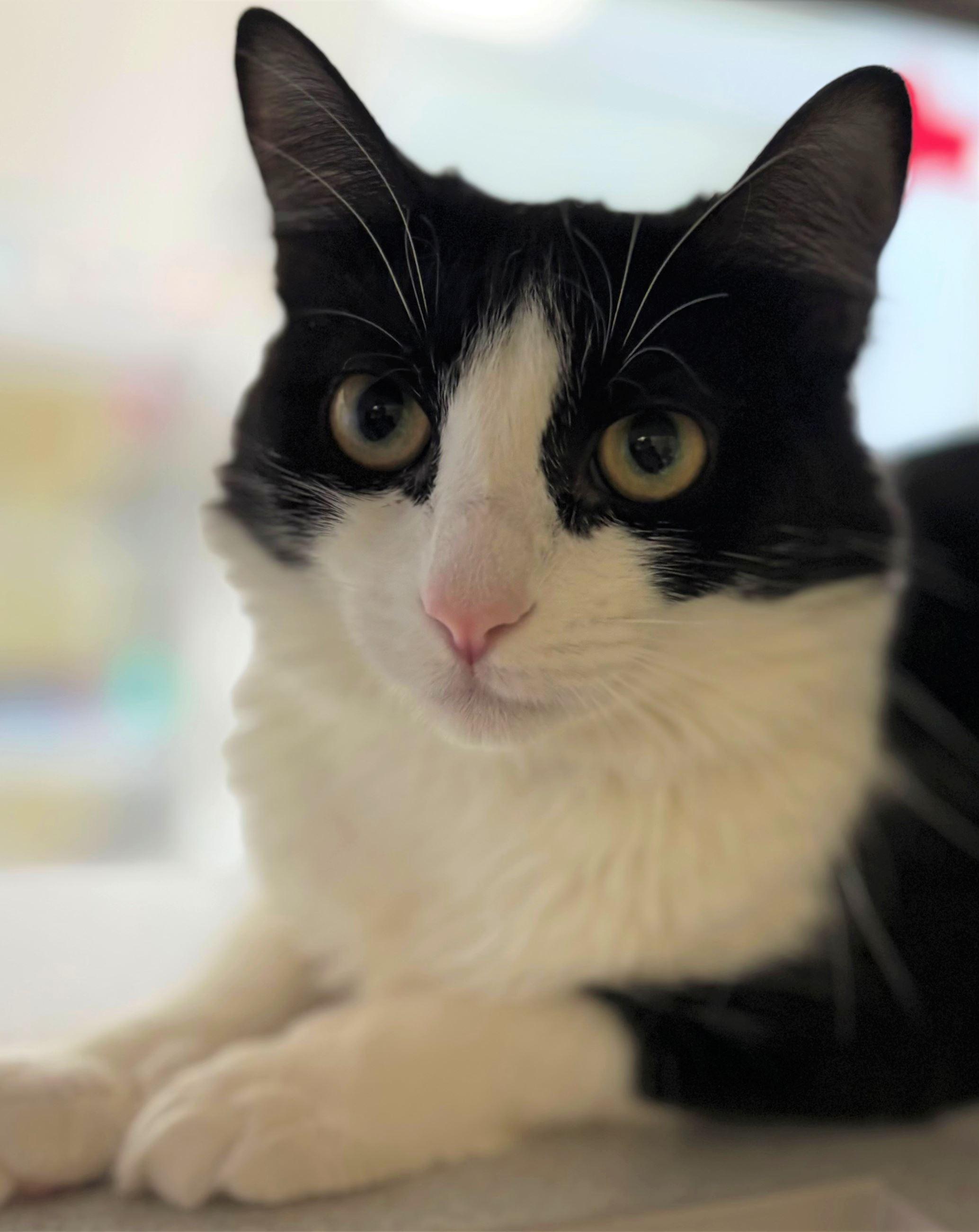 Magic, ADOPTABLE, Young Female Domestic Medium Hair.