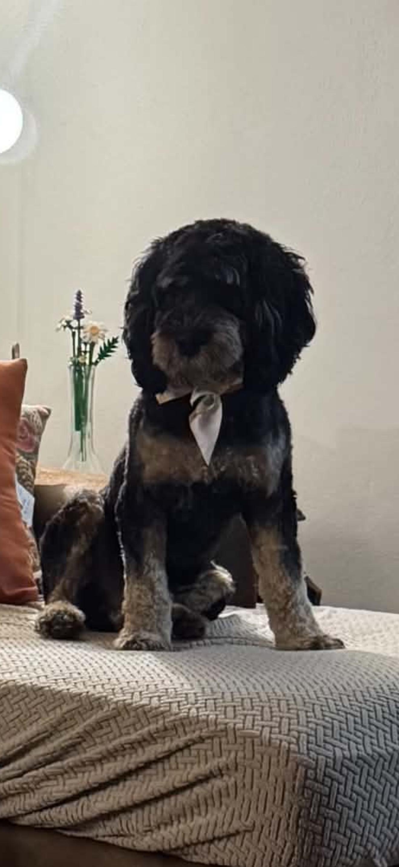 Enlarge Rio, a Adoptable Cockapoo in Zanesville, OH image 3/3
