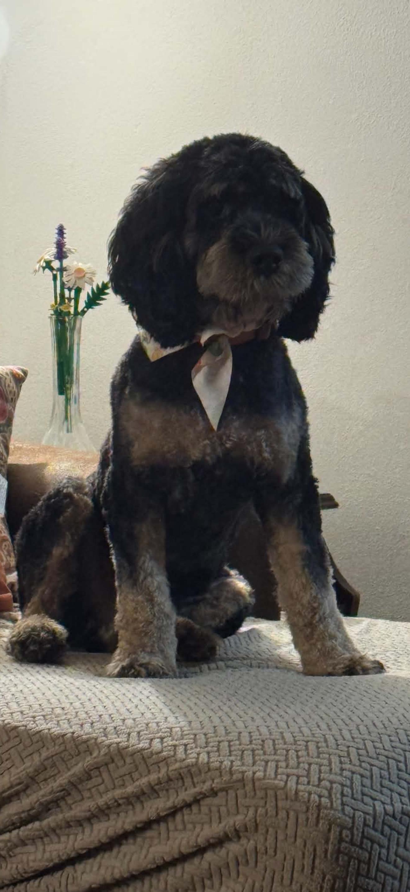Rio, Adoptable, Young Male Cockapoo.
