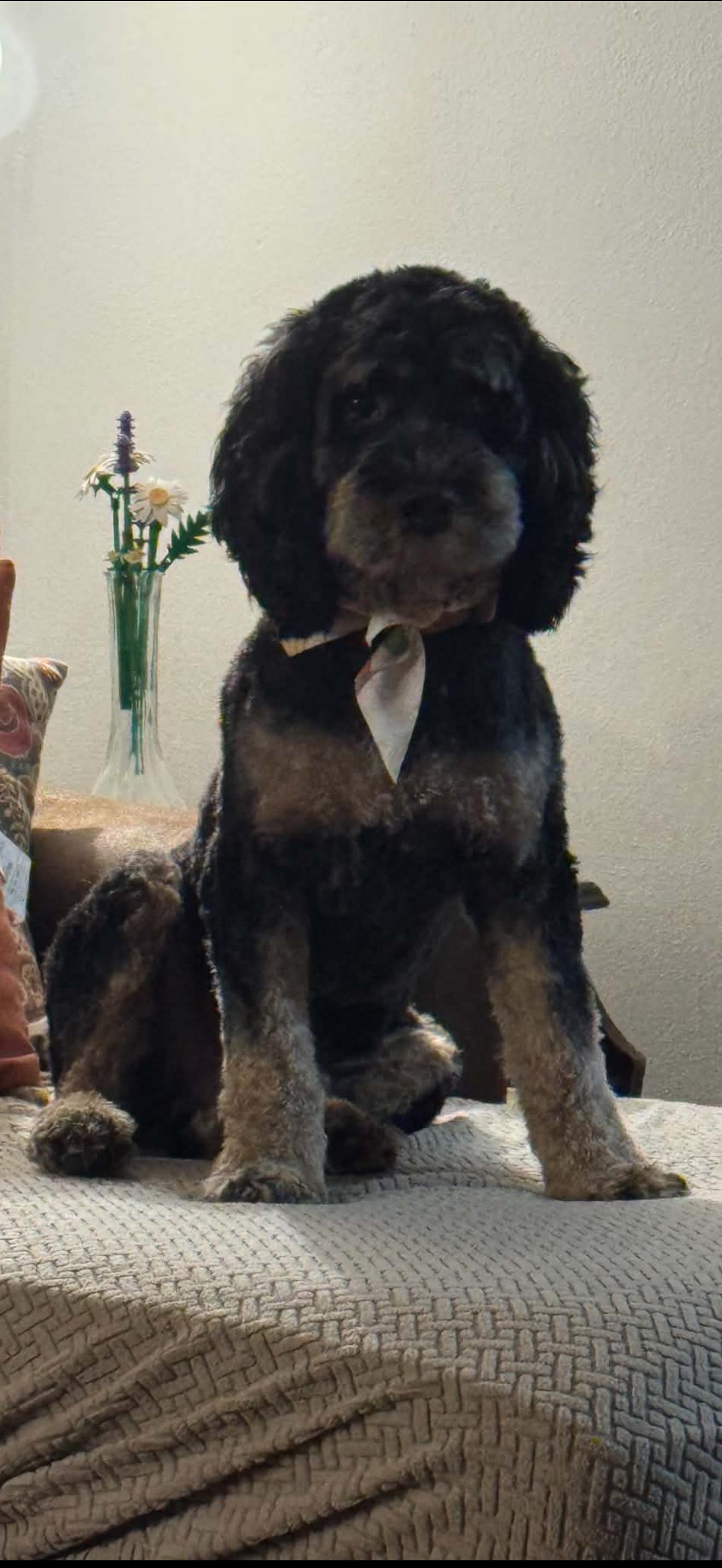 Enlarge Rio, a Adoptable Cockapoo in Zanesville, OH image 2/3