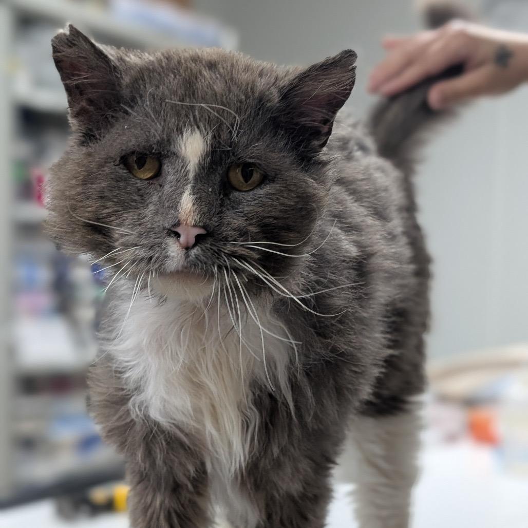 Gandalf, Adoptable, Senior Male Domestic Long Hair.
