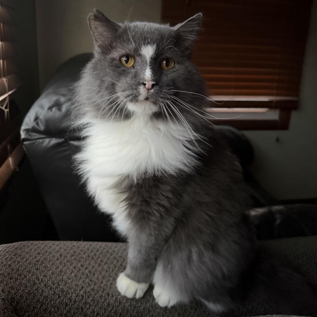 Enlarge Gandalf, a Adoptable Domestic Long Hair in Canton, IL image 2/2