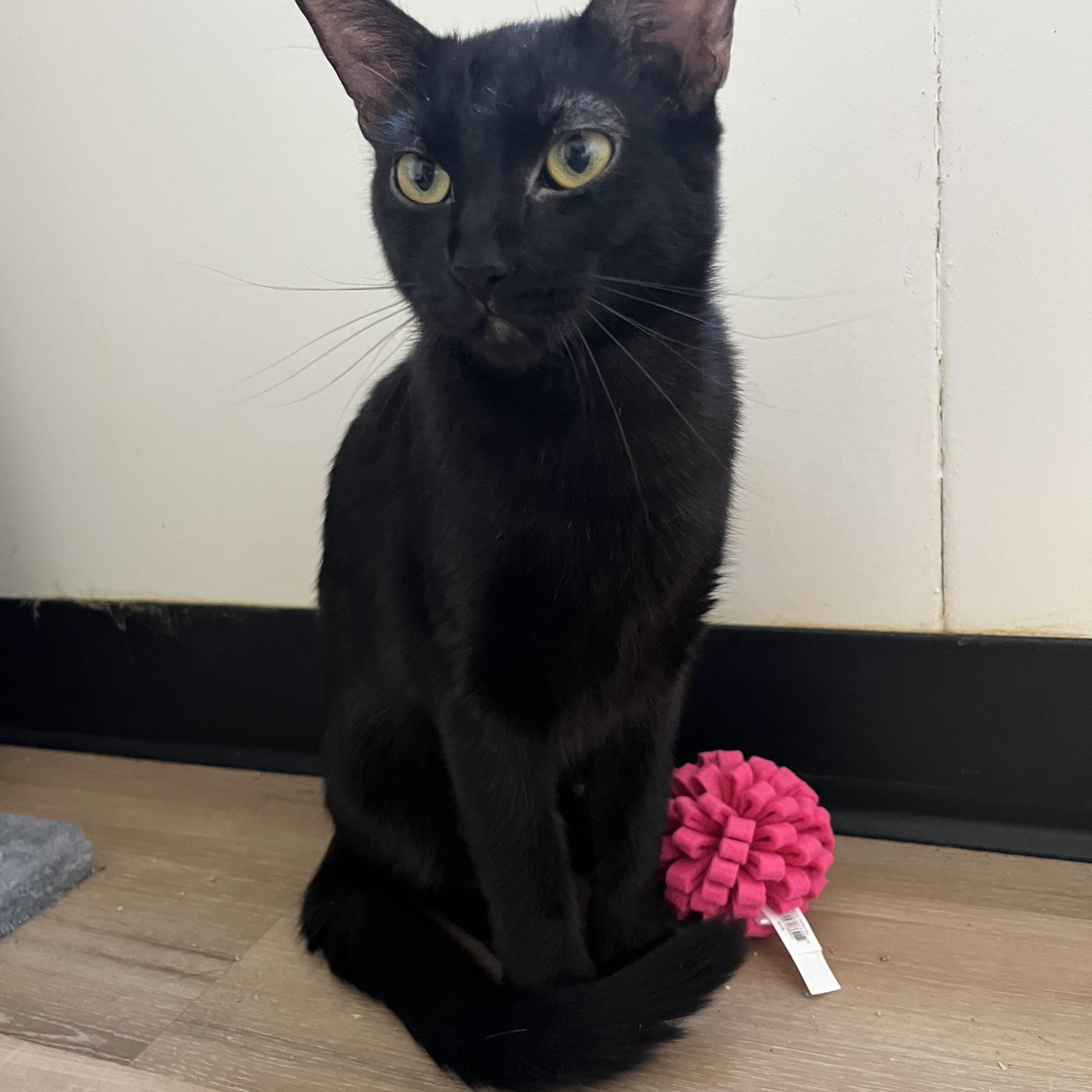 Salem, a Adoptable Domestic Short Hair in Tracy, CA image 3/6