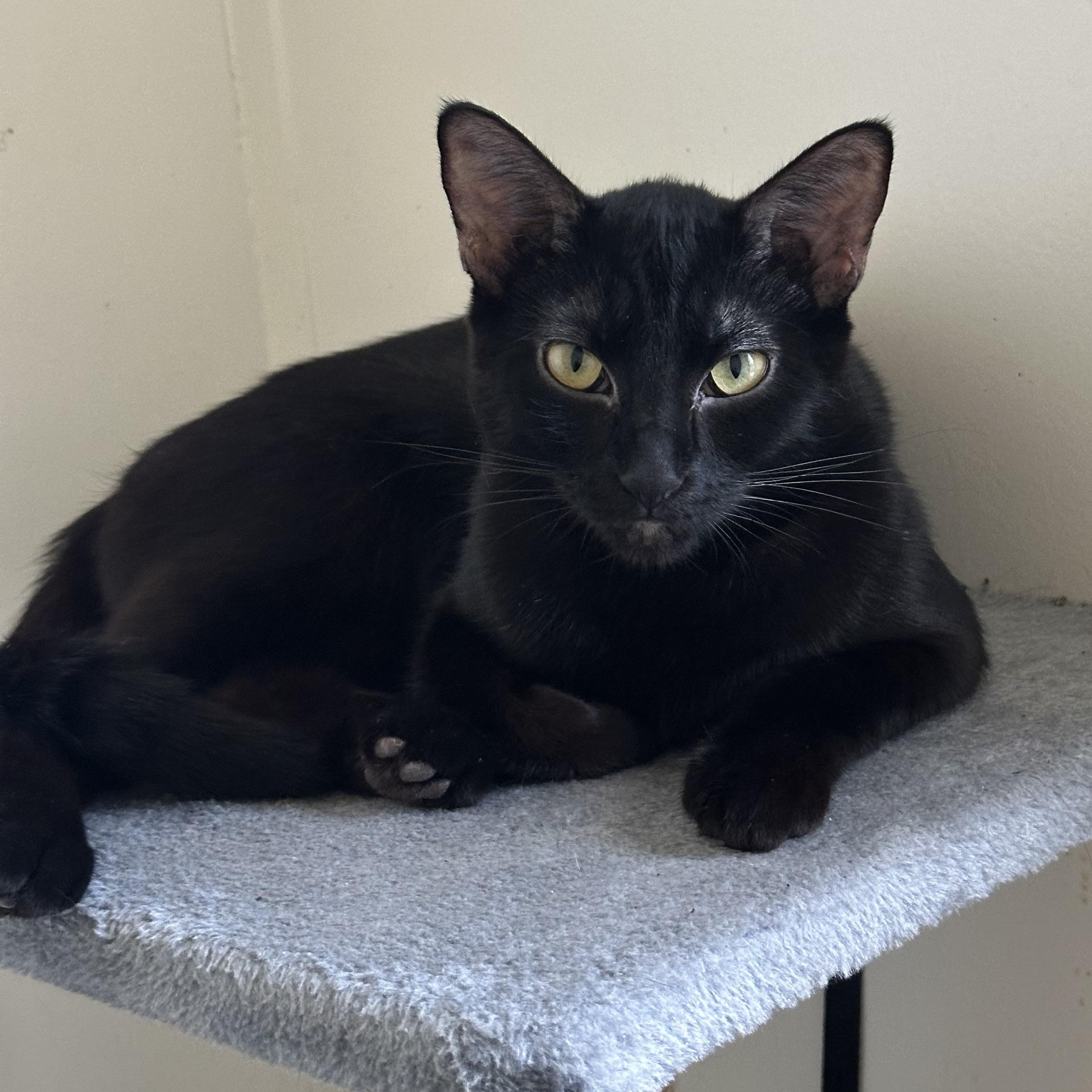 Salem, a Adoptable Domestic Short Hair in Tracy, CA image 4/6