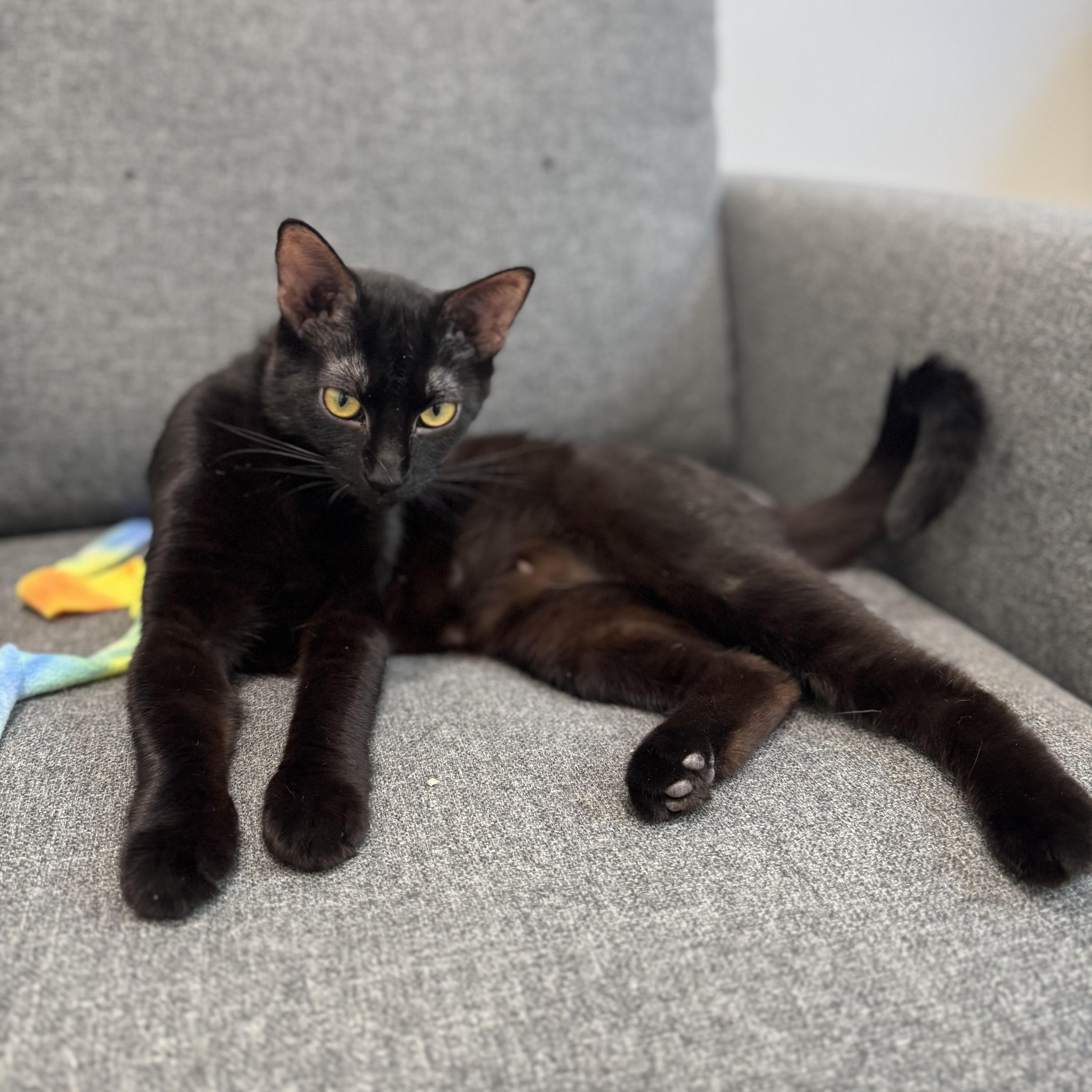 Salem, Adoptable, Adult Female Domestic Short Hair.