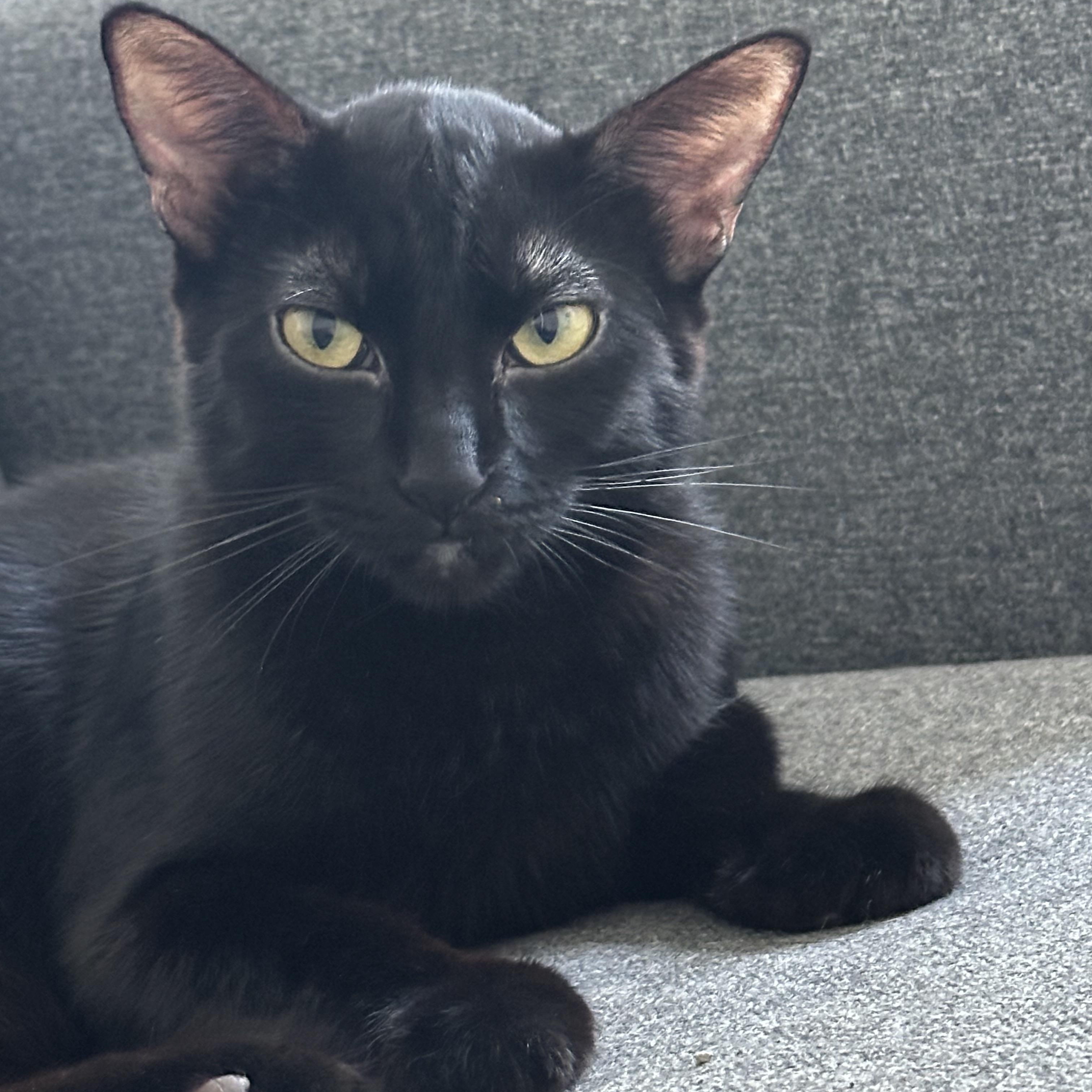 Salem, a Adoptable Domestic Short Hair in Tracy, CA image 5/6