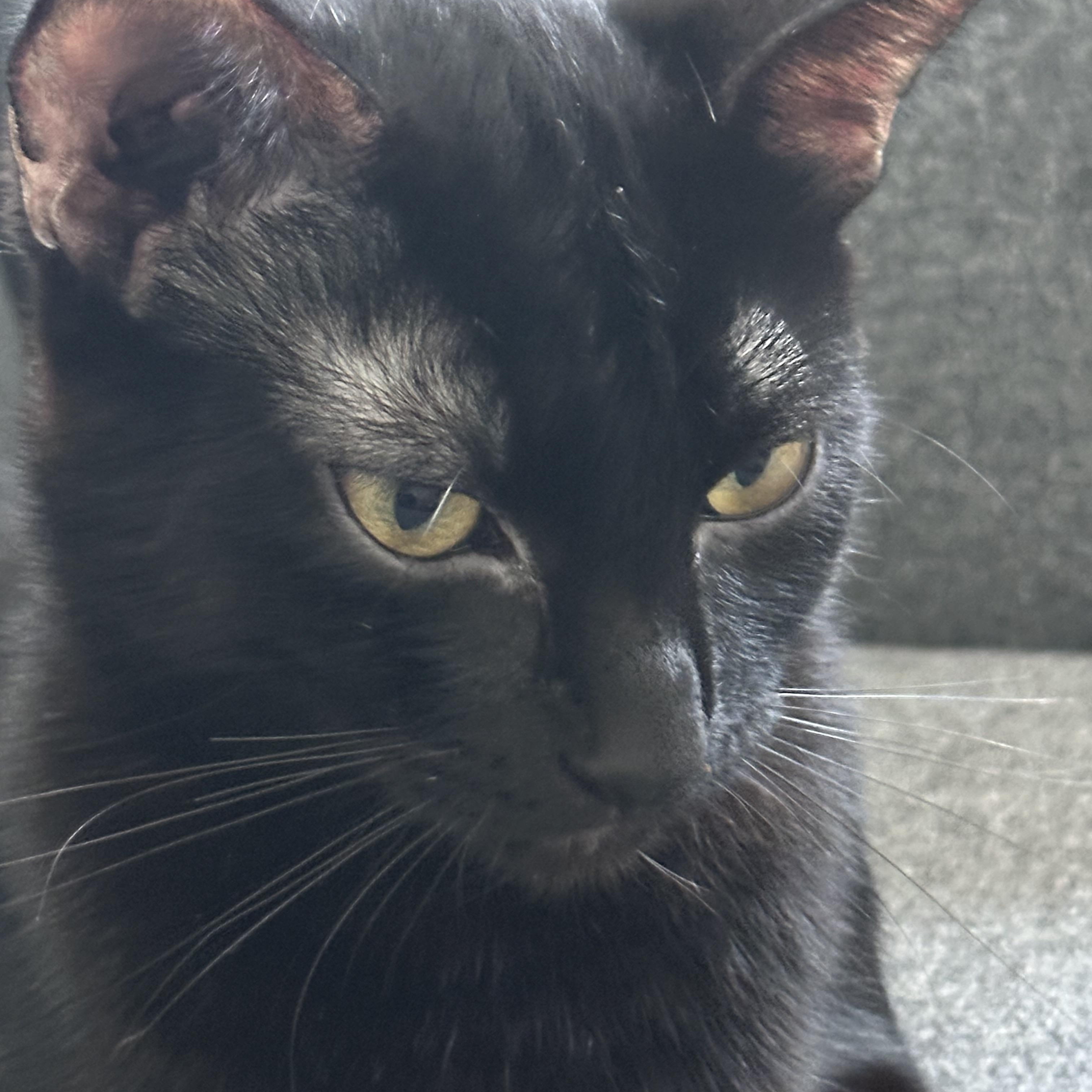 Salem, a Adoptable Domestic Short Hair in Tracy, CA image 2/6