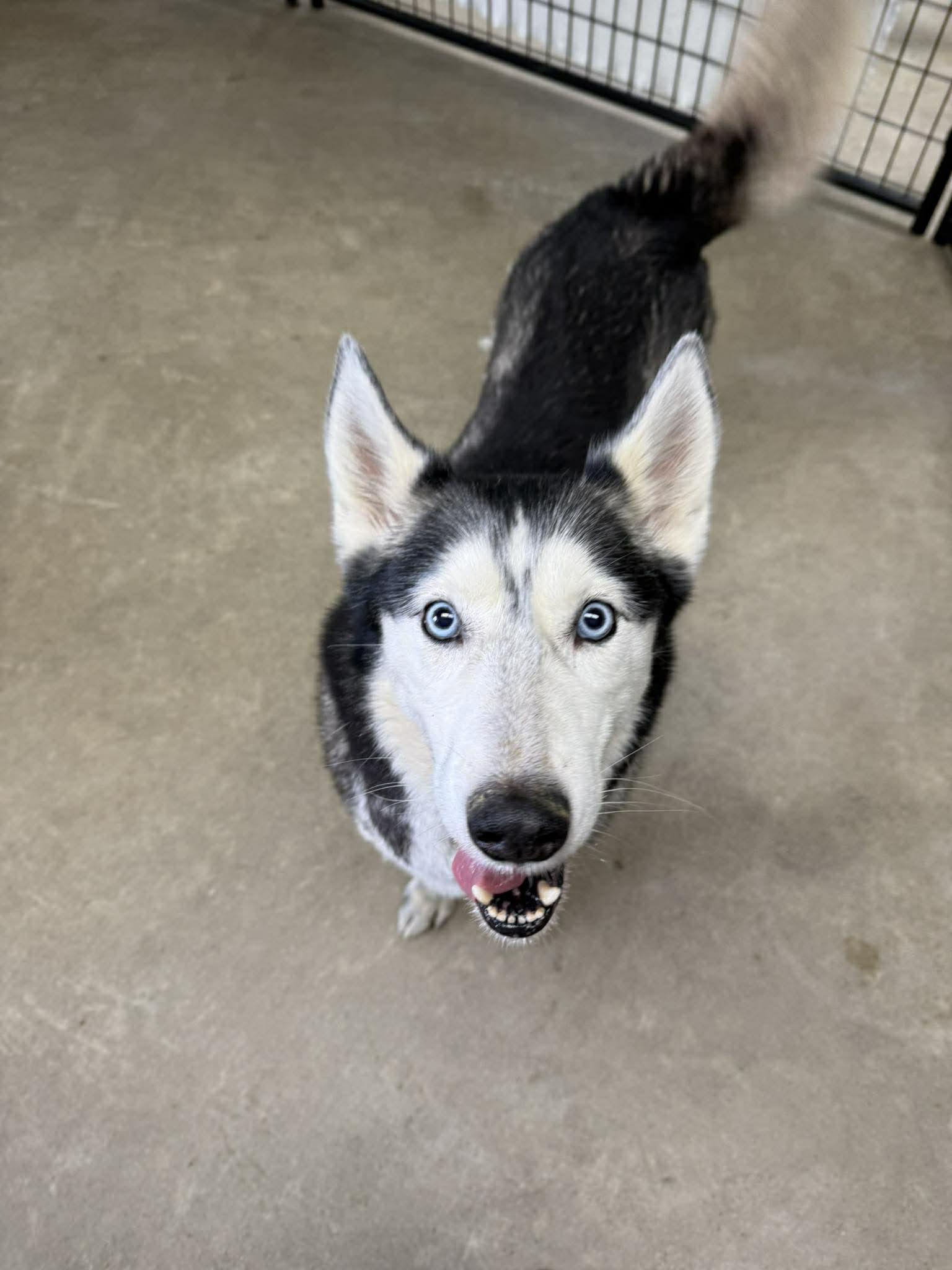 Enlarge Hudson, an adopted Husky in Archbold , OH image 2/2