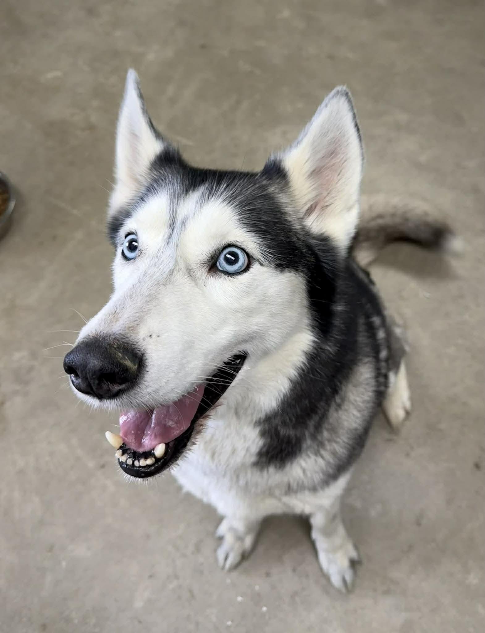 Hudson, adopted, Adult Male Husky.
