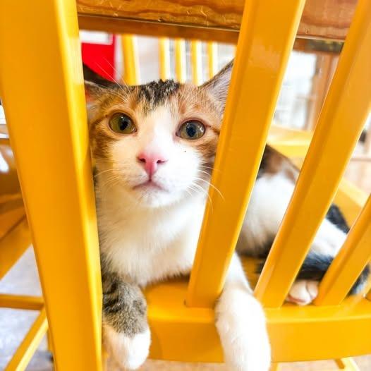 Enlarge Sunshine (Bonded with Tammi), a Adoptable mixed breed in St. Louis, MO image 1/2