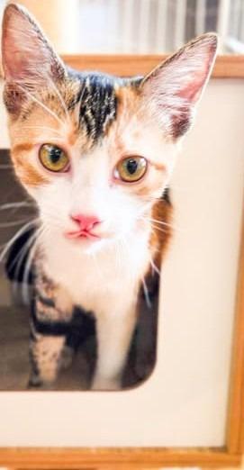 Enlarge Sunshine (Bonded with Tammi), a Adoptable mixed breed in St. Louis, MO image 2/2