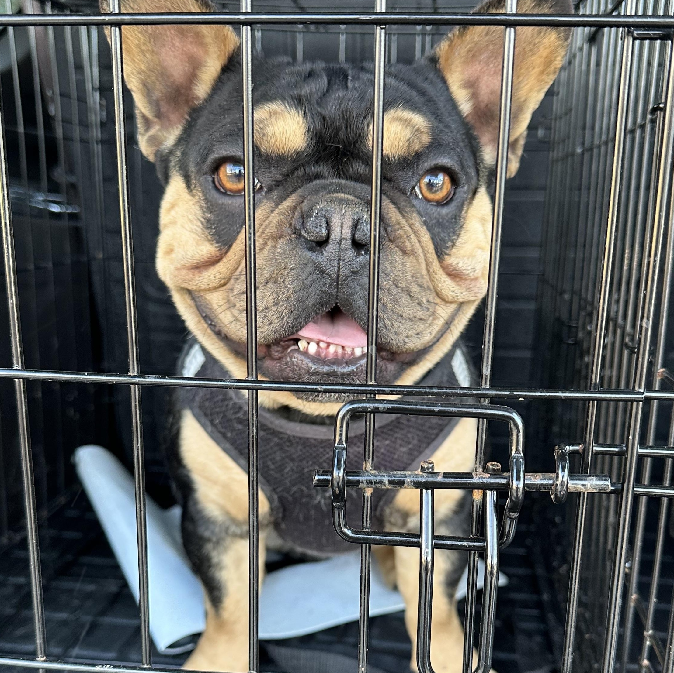 Enlarge Frankie, an adopted French Bulldog in modesto, CA image 1/4