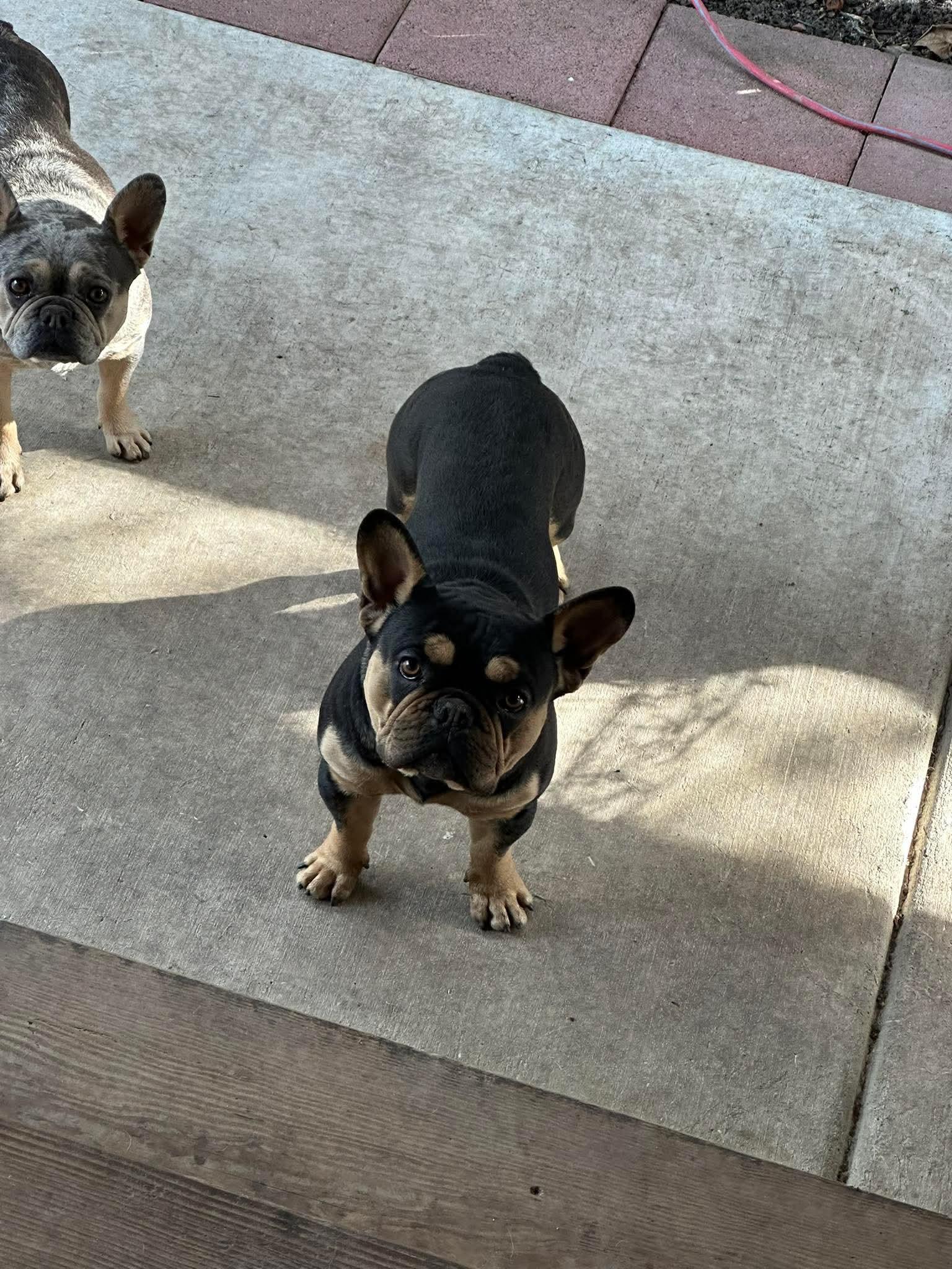 Enlarge Frankie, an adopted French Bulldog in modesto, CA image 4/4