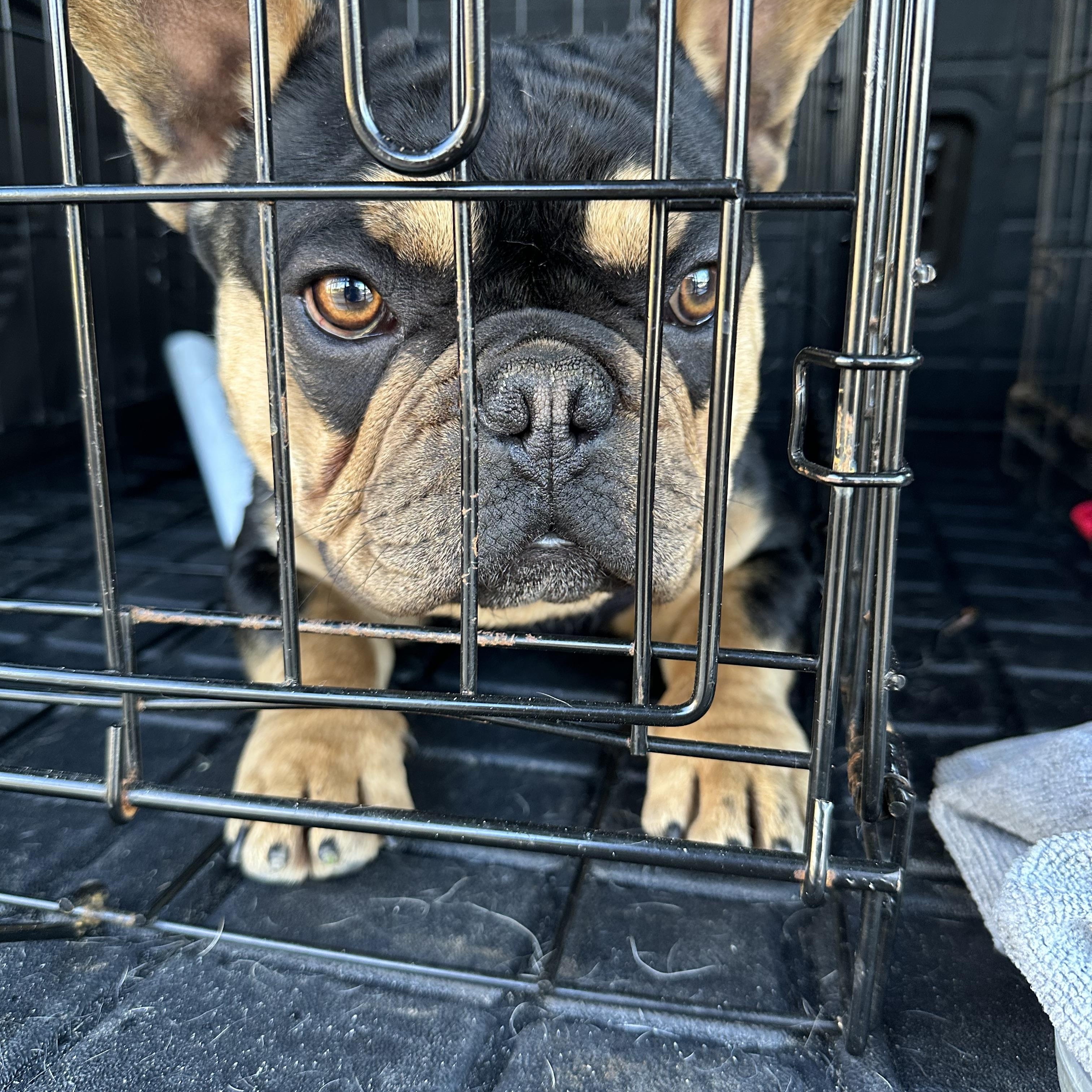 Enlarge Frankie, an adopted French Bulldog in modesto, CA image 2/4