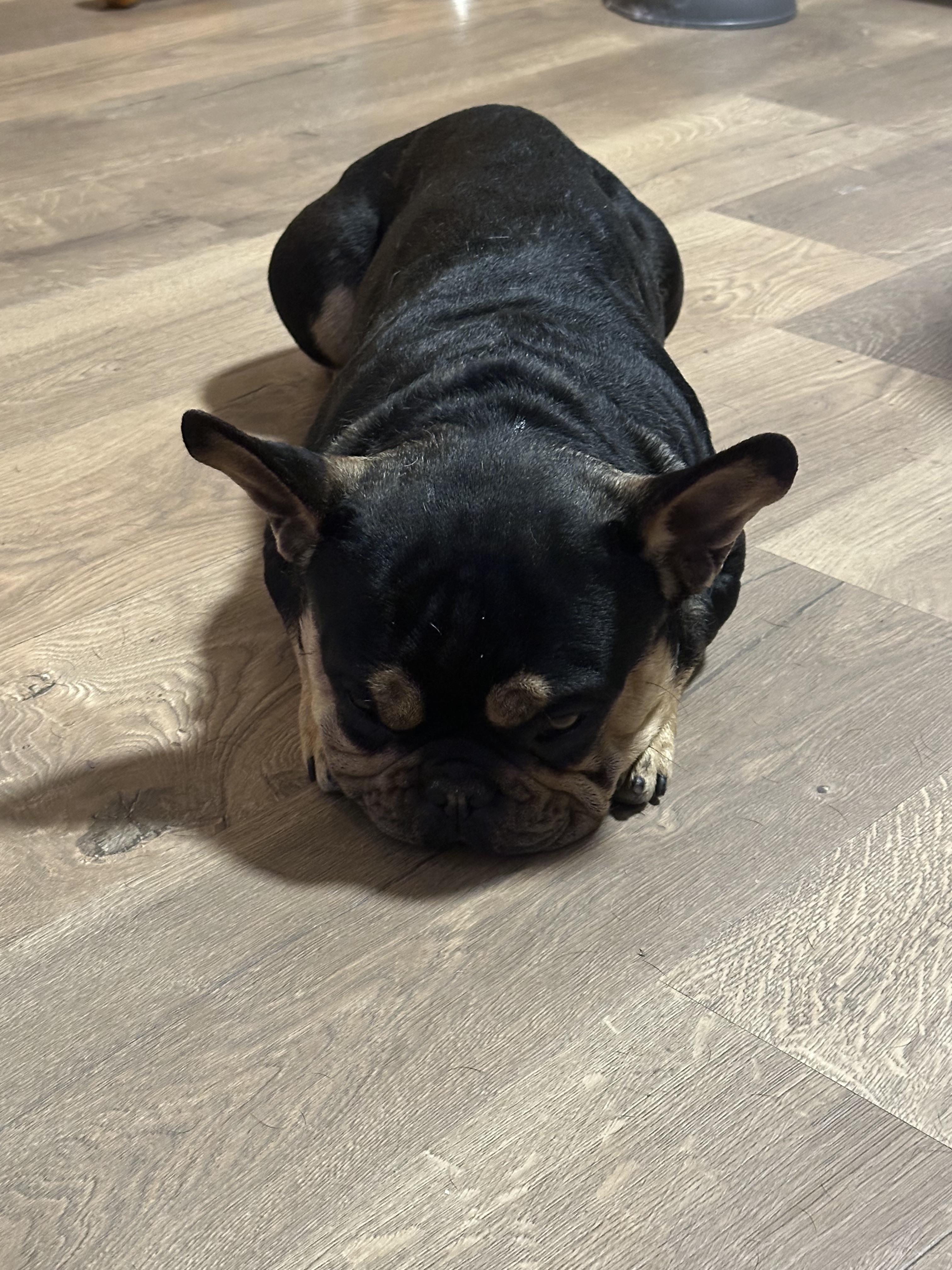 Enlarge Frankie, an adopted French Bulldog in modesto, CA image 3/4