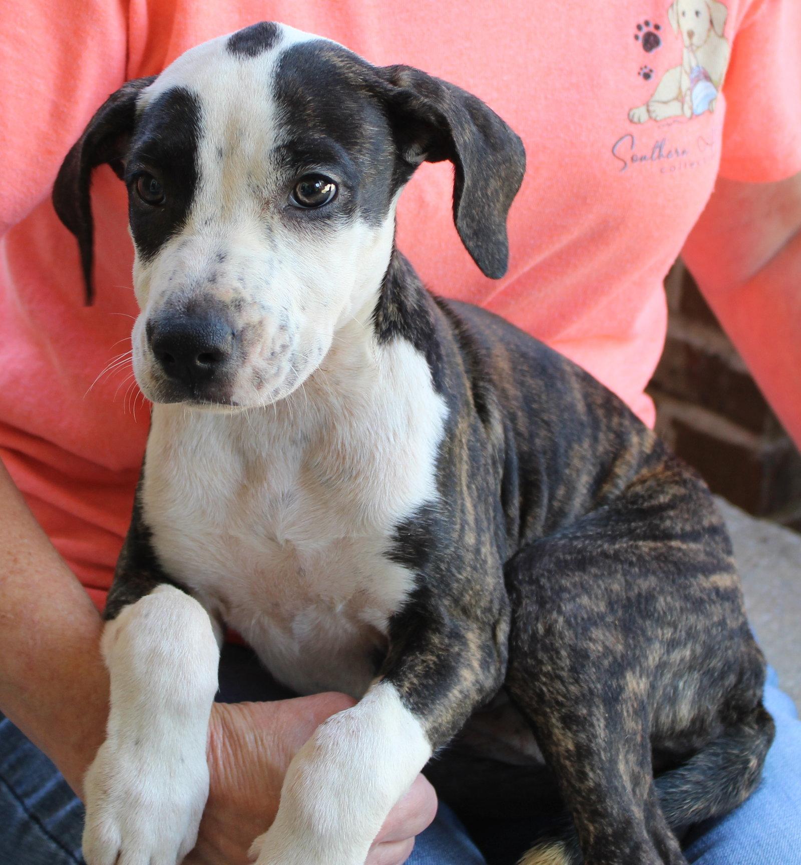 Enlarge Truvy 44269, a Adoptable mixed breed in Prattville, AL image 1/3
