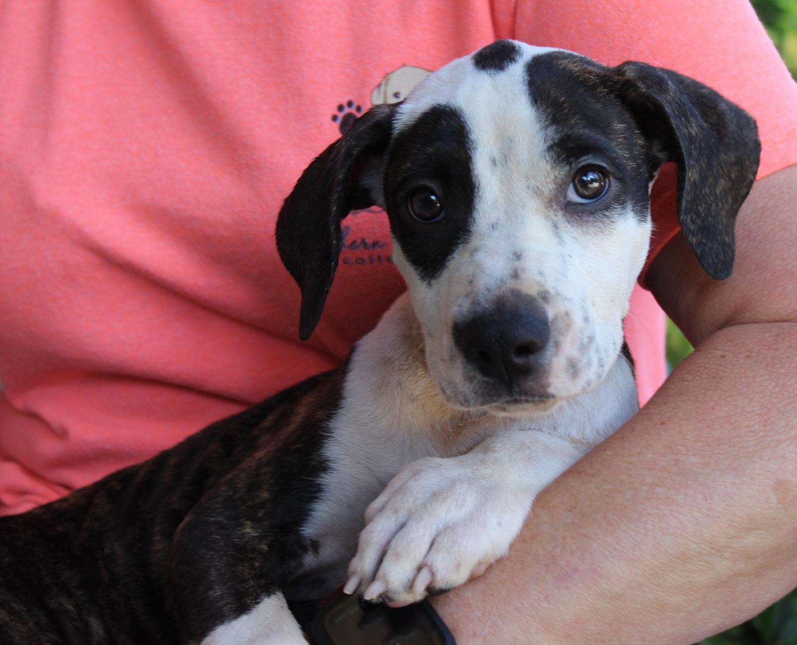 Enlarge Truvy 44269, a Adoptable mixed breed in Prattville, AL image 2/3