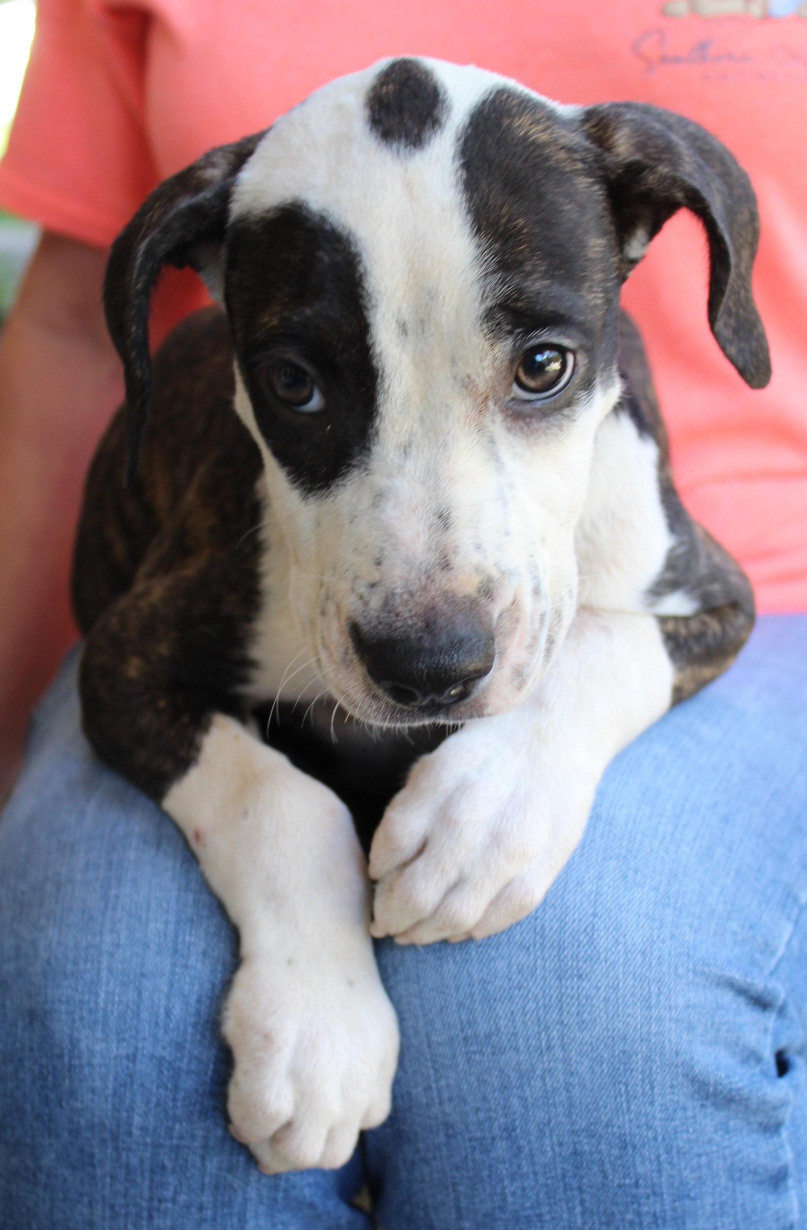 Enlarge Truvy 44269, a Adoptable mixed breed in Prattville, AL image 3/3