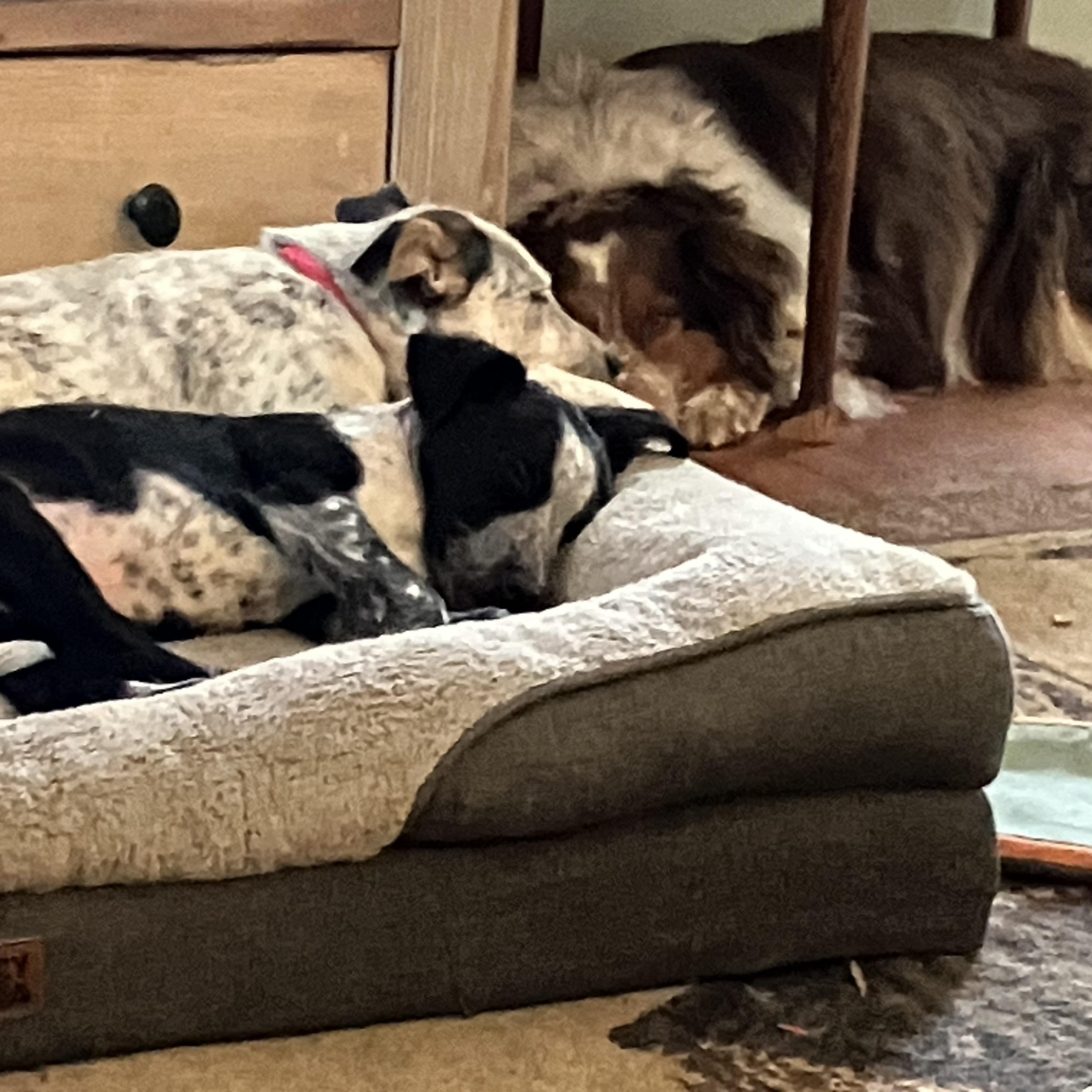 Percy, a ADOPTABLE mixed breed in Wilmington, DE image 3/4