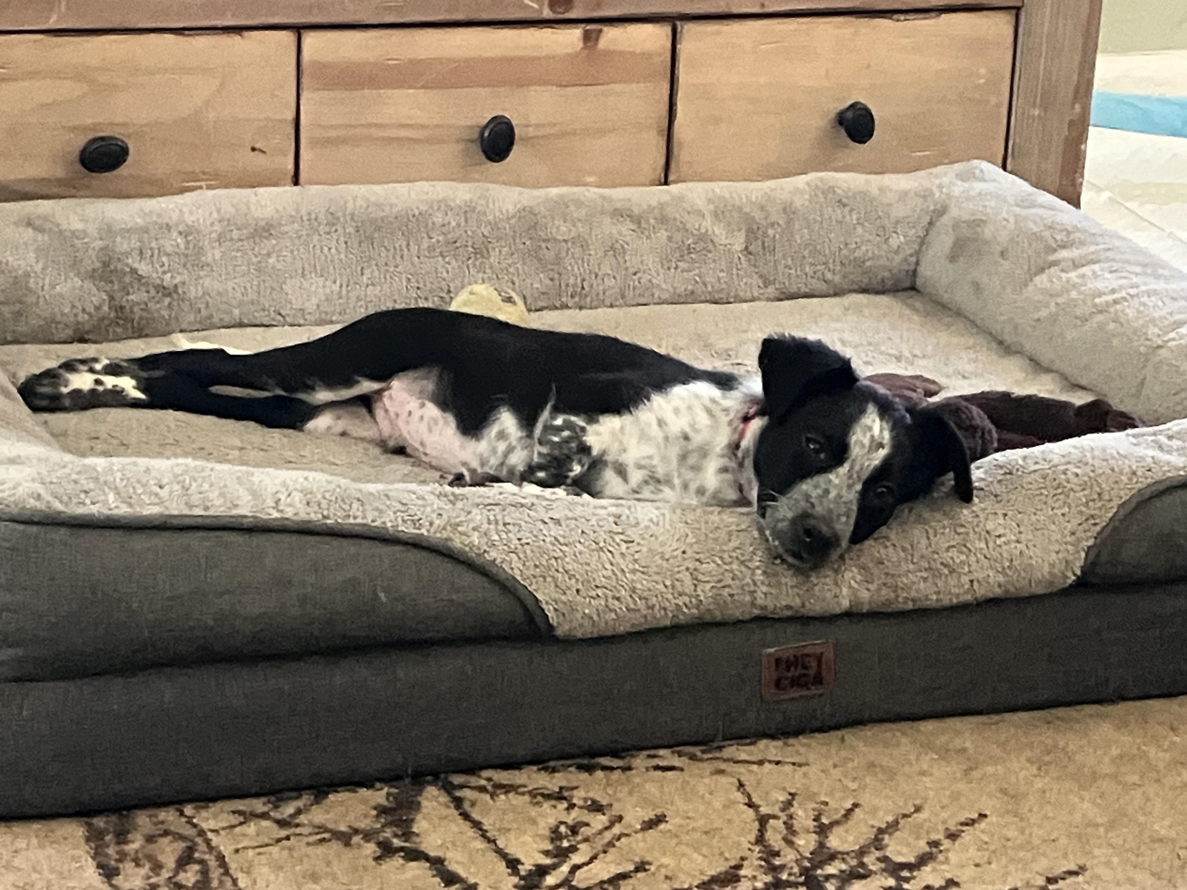 Percy, a ADOPTABLE mixed breed in Wilmington, DE image 4/4