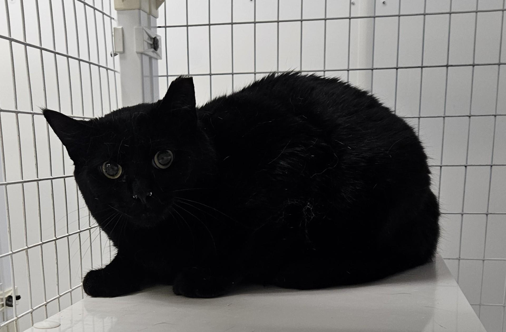 Reeves, ADOPTABLE, Young Female Domestic Short Hair.