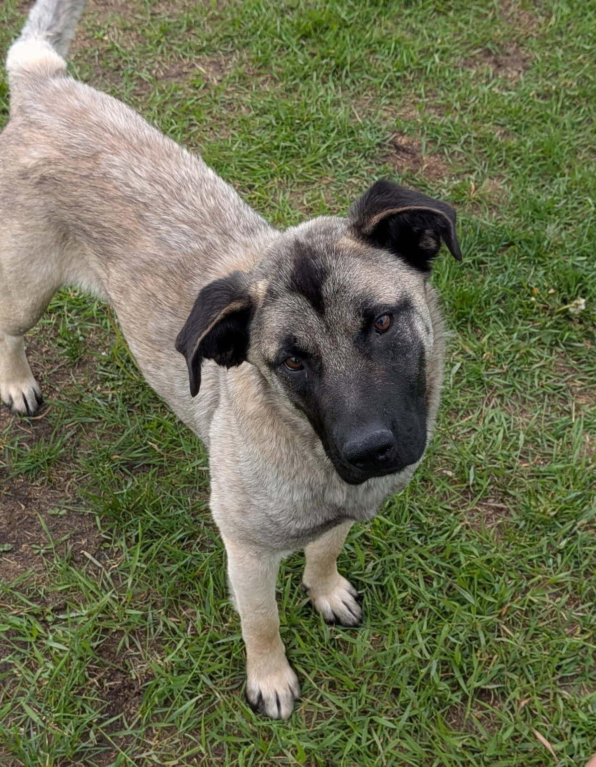 Esper, ADOPTABLE, Young Female Mixed Breed.