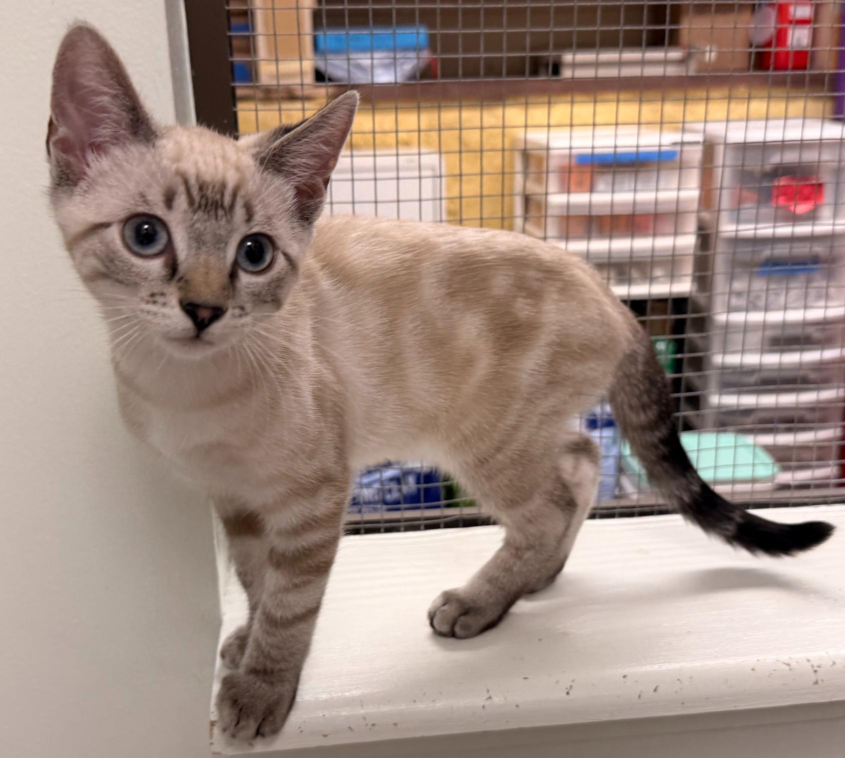 Latte, a ADOPTABLE mixed breed in Hermosa Beach, CA image 3/4