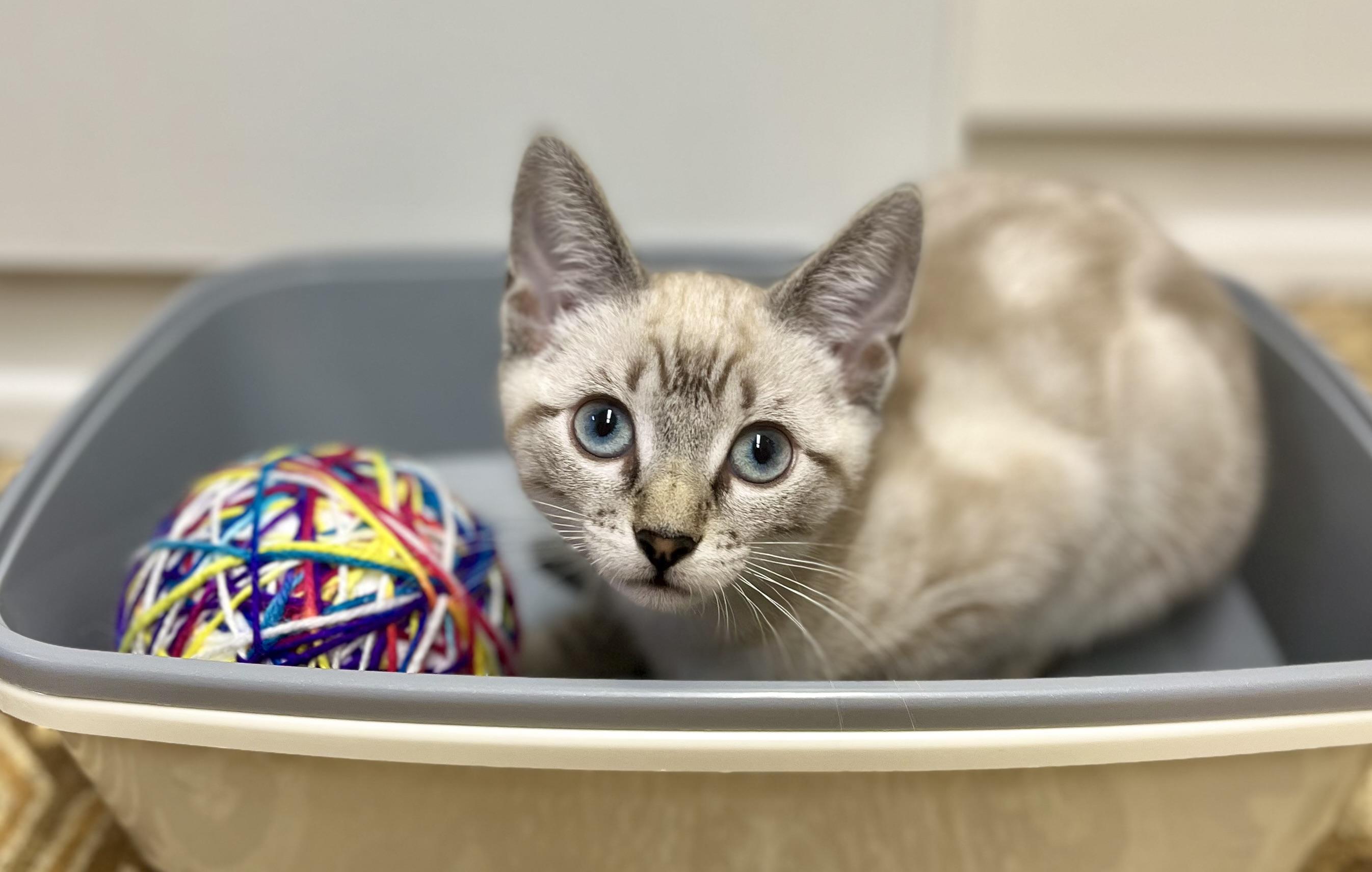 Latte, a ADOPTABLE mixed breed in Hermosa Beach, CA image 4/4