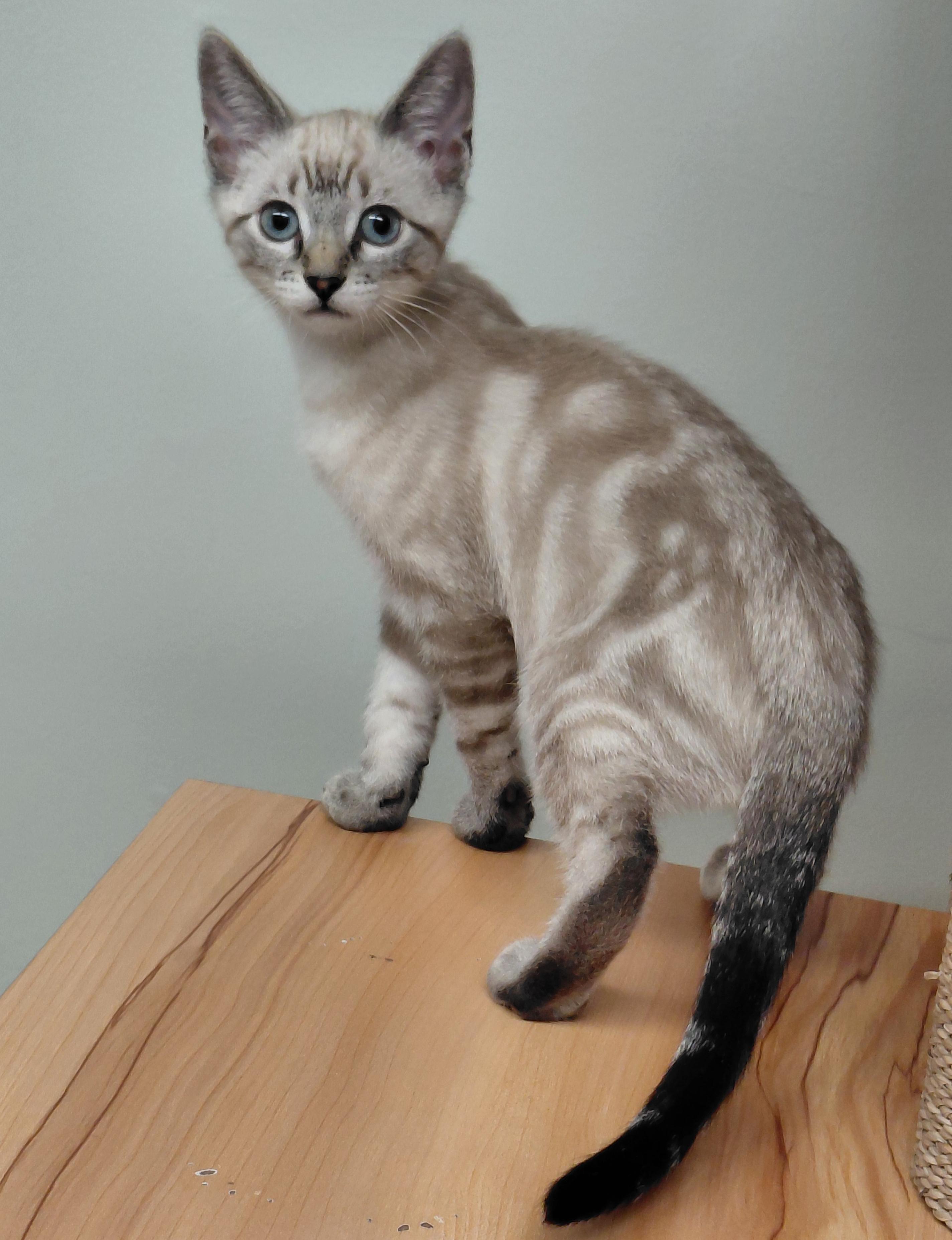 Latte, a ADOPTABLE mixed breed in Hermosa Beach, CA image 2/4
