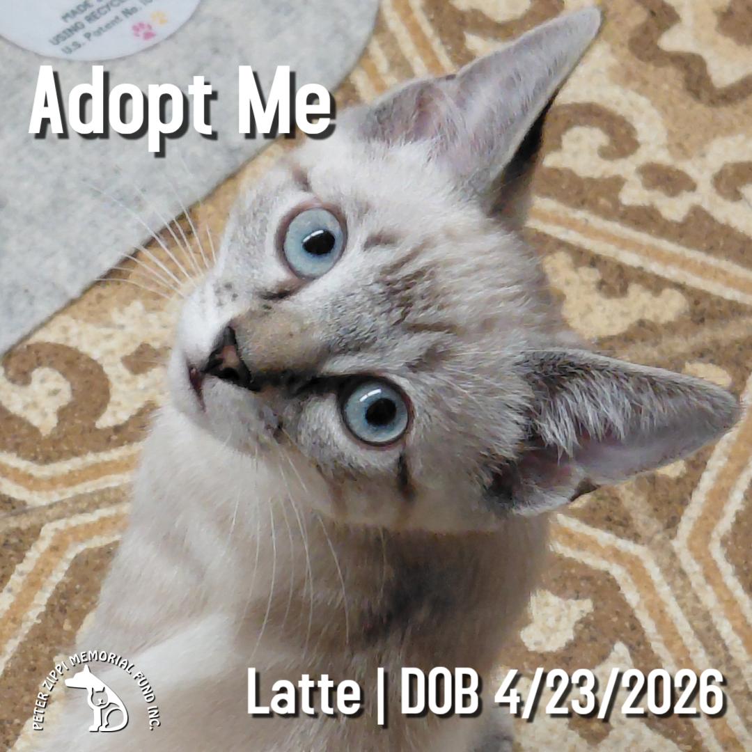 Latte, a ADOPTABLE mixed breed in Hermosa Beach, CA image 1/4