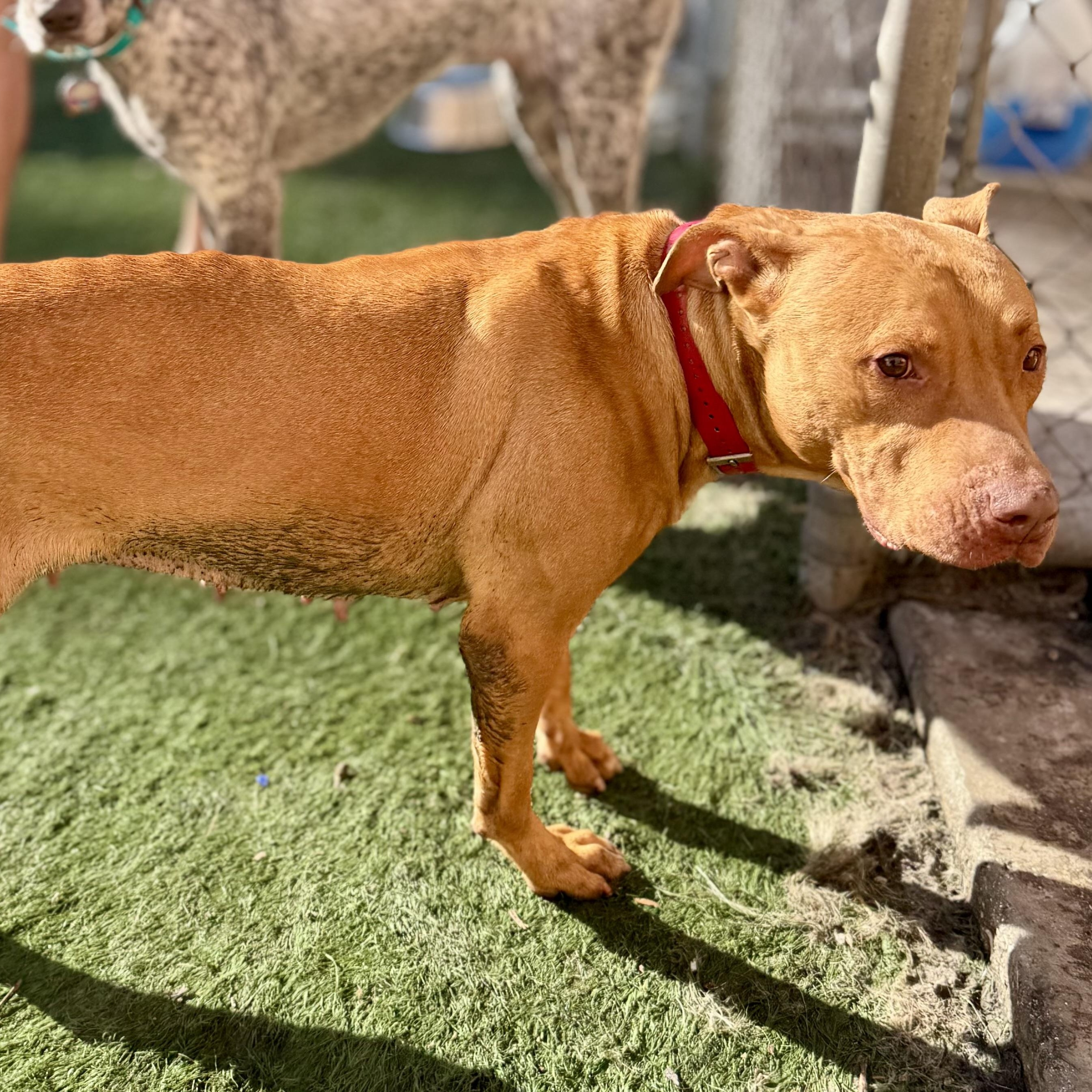 Chanel, a ADOPTABLE Mixed Breed in Palm City, FL image 1/3