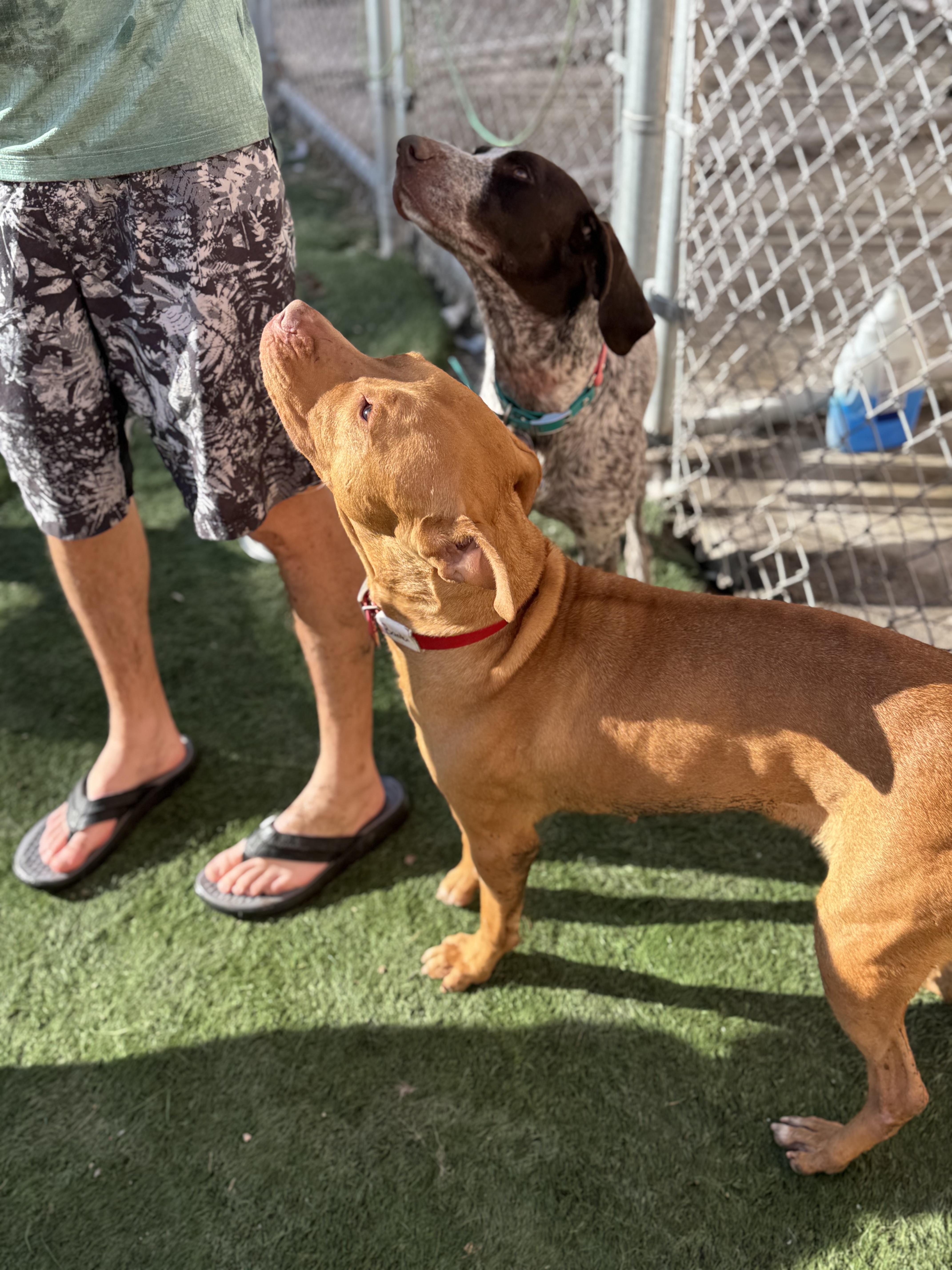 Chanel, a ADOPTABLE Mixed Breed in Palm City, FL image 3/3