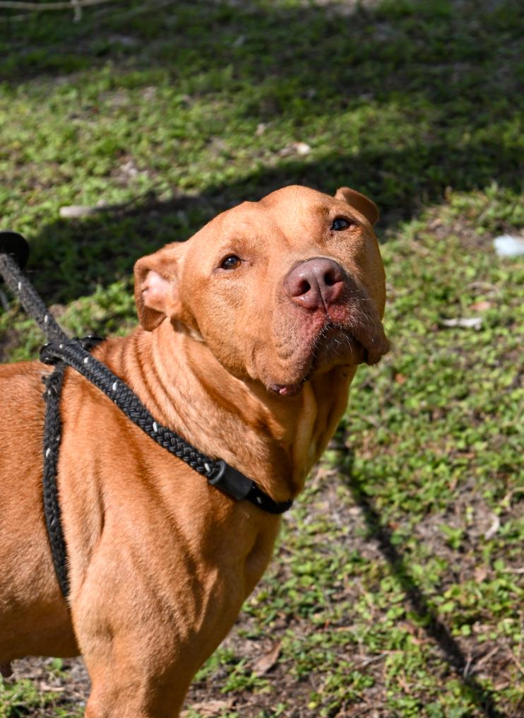 Chanel, ADOPTABLE, Adult Female Mixed Breed.