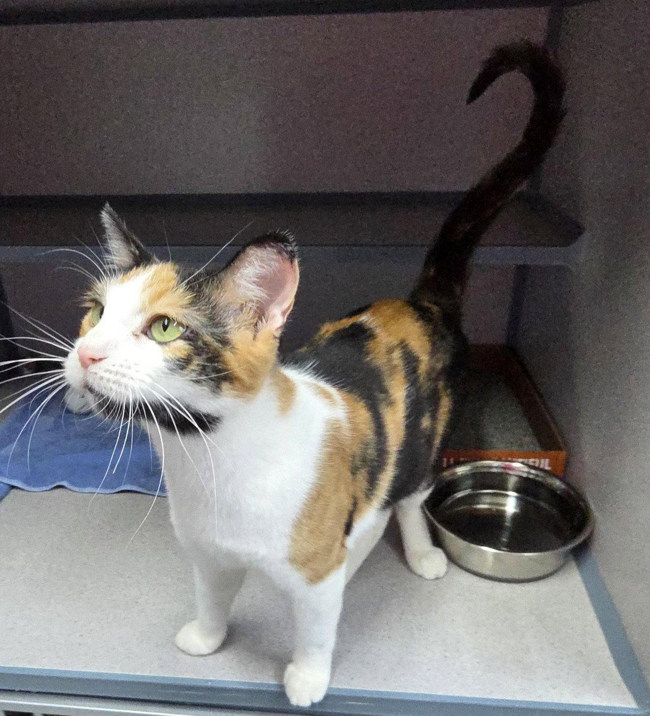 Enlarge Pixie, a Adoptable Domestic Short Hair in Knoxville, IA image 1/1