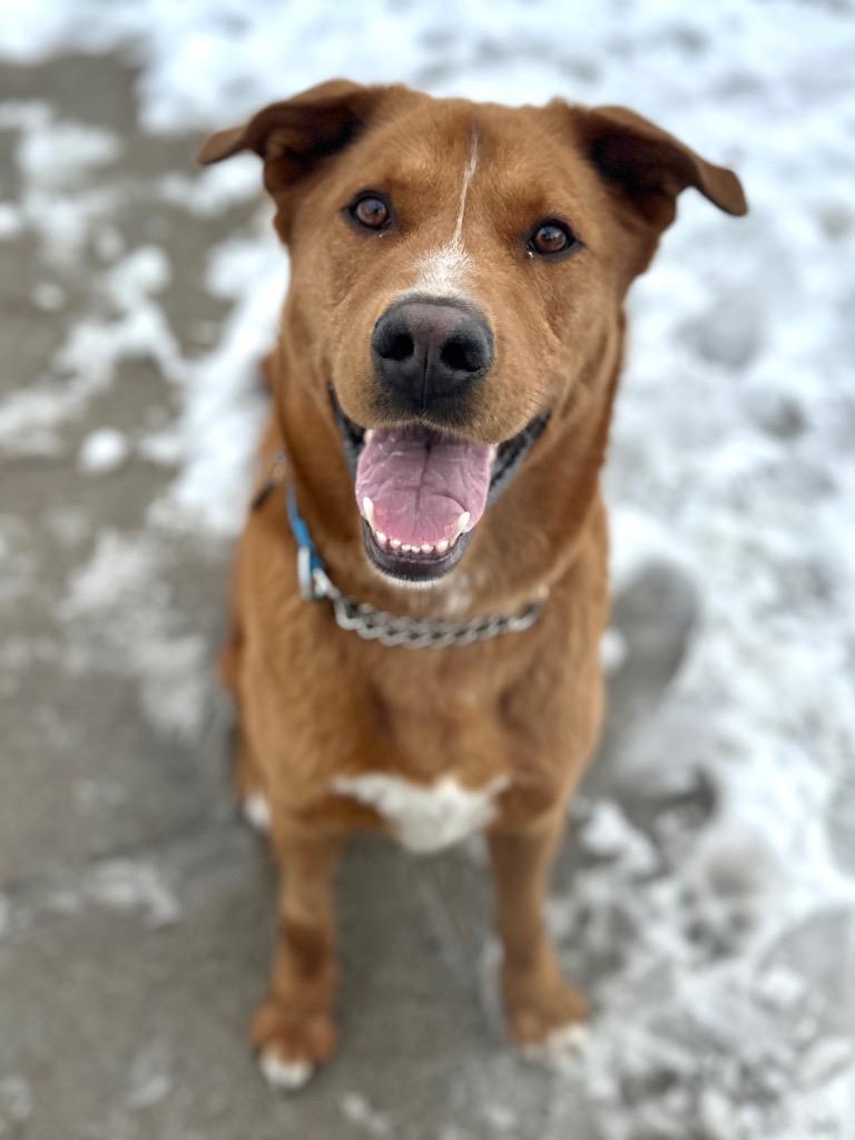 Enlarge Mahony, a Adoptable mixed breed in Peru, NY image 2/2