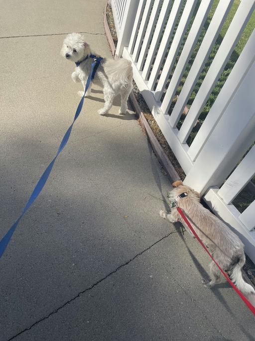 Penny, an adoptable Terrier in Los Angeles, CA image 1/6