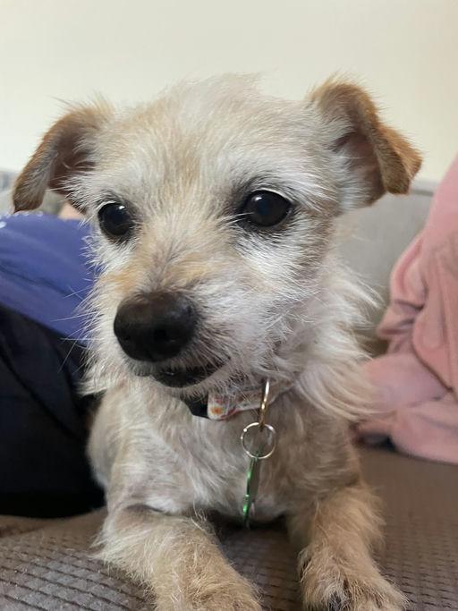 Penny, an adoptable Terrier in Los Angeles, CA image 2/6