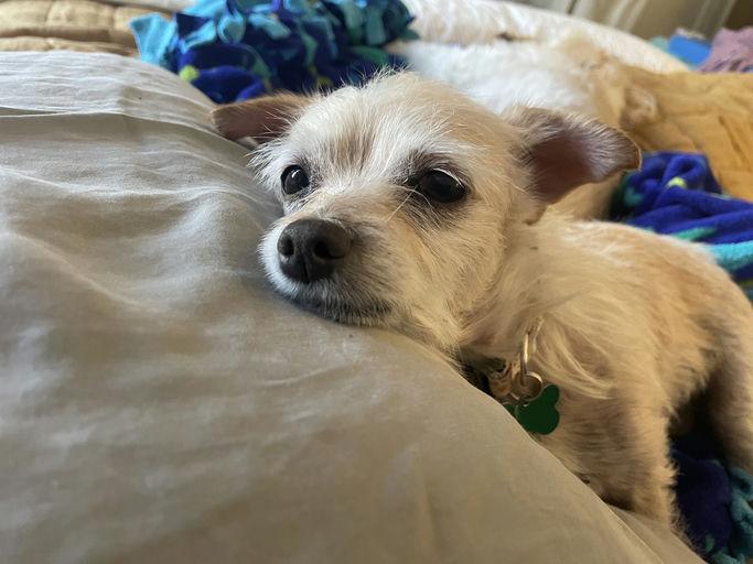 Penny, an adoptable Terrier in Los Angeles, CA image 3/6