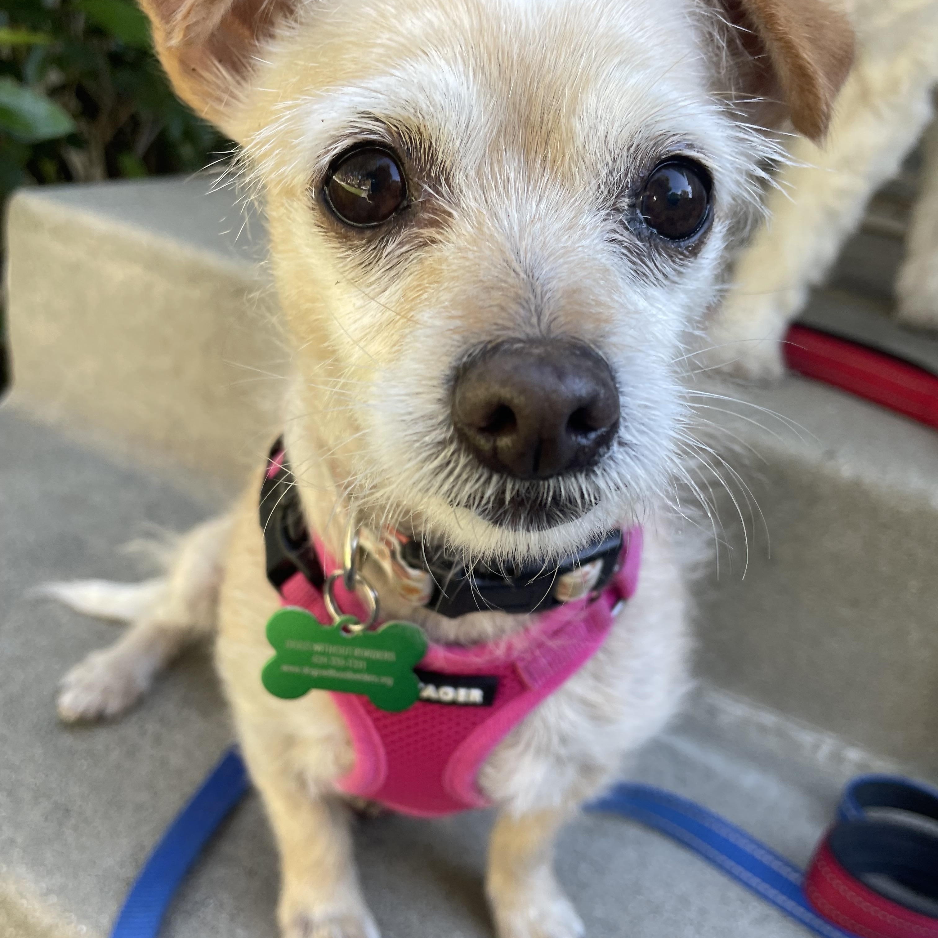 Penny, an adopted Terrier in Los Angeles, CA image 1/6