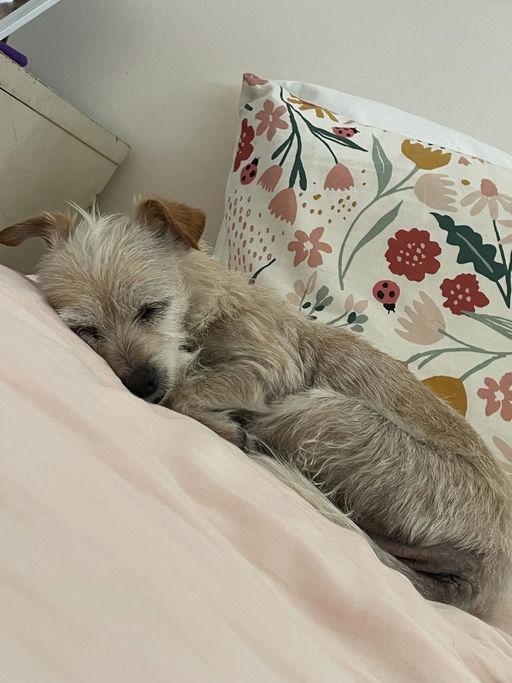 Penny, an adoptable Terrier in Los Angeles, CA image 4/6