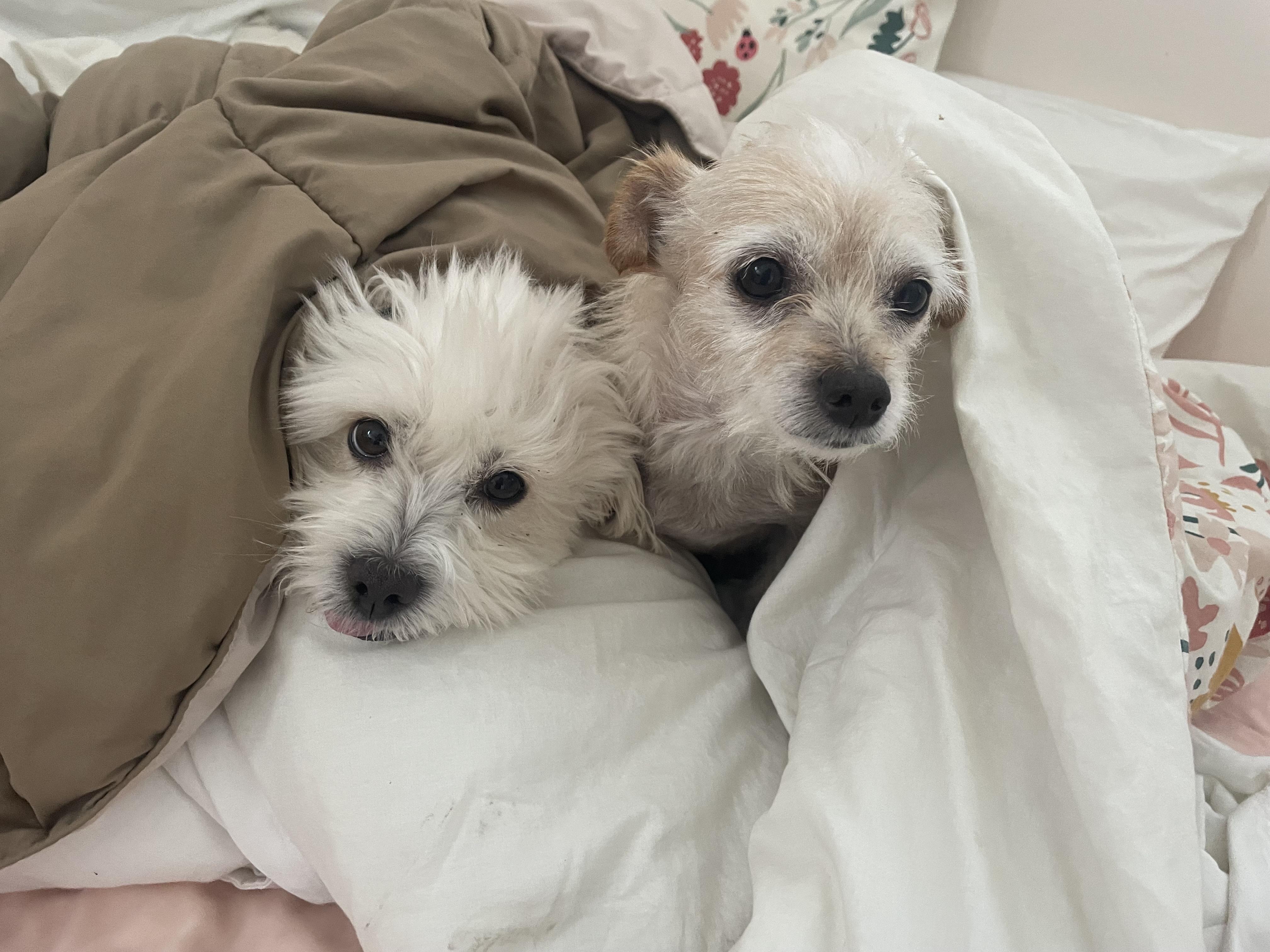 Penny, an adopted Terrier in Los Angeles, CA image 6/6