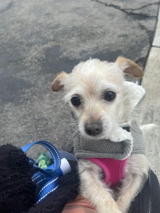 Penny, an adoptable Terrier in Los Angeles, CA image 5/6