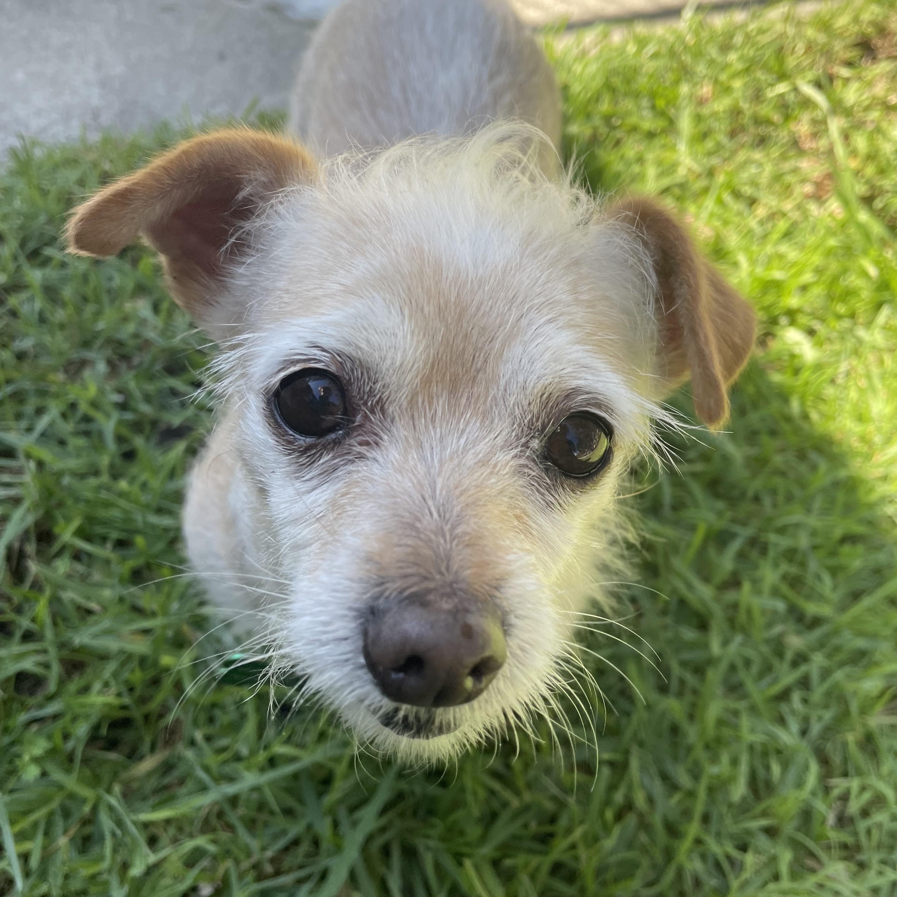 Penny, an adopted Terrier in Los Angeles, CA image 3/6