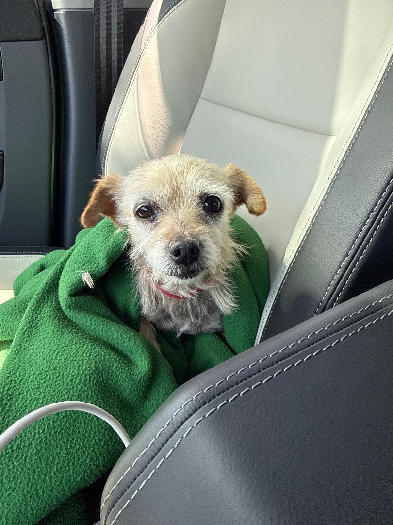 Penny, adoptable, Adult Female Terrier.